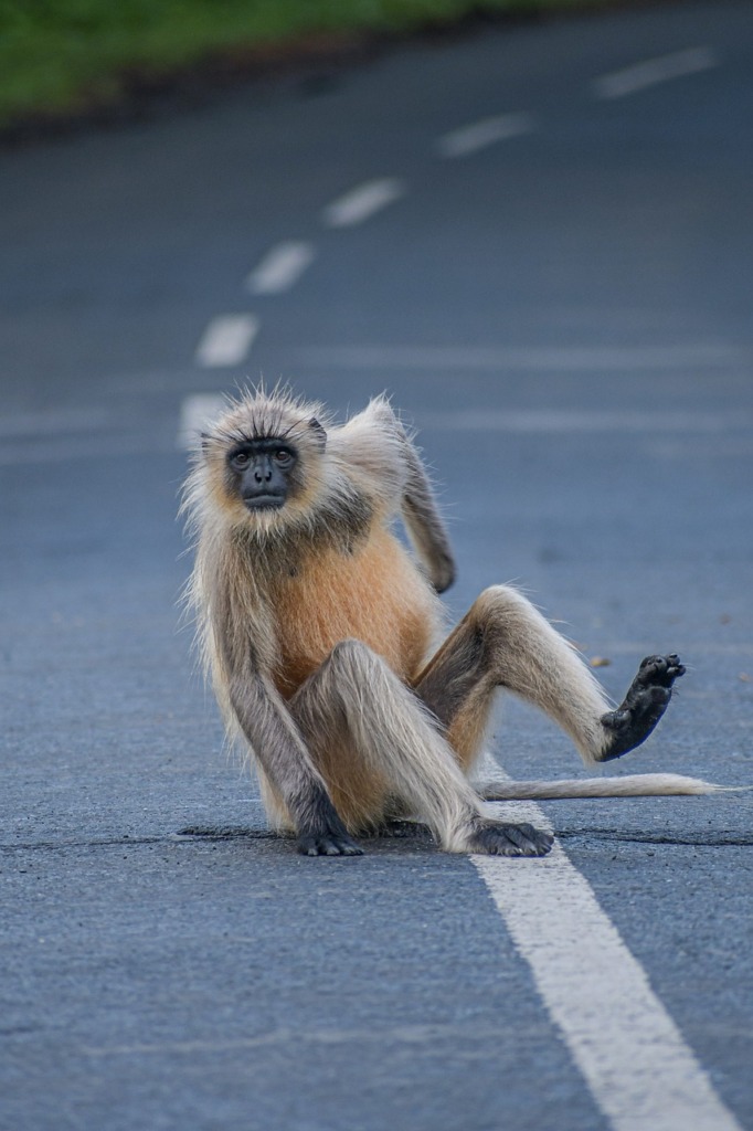 Monkey Road Primate Ape Funny  - ajitrewamishra / Pixabay