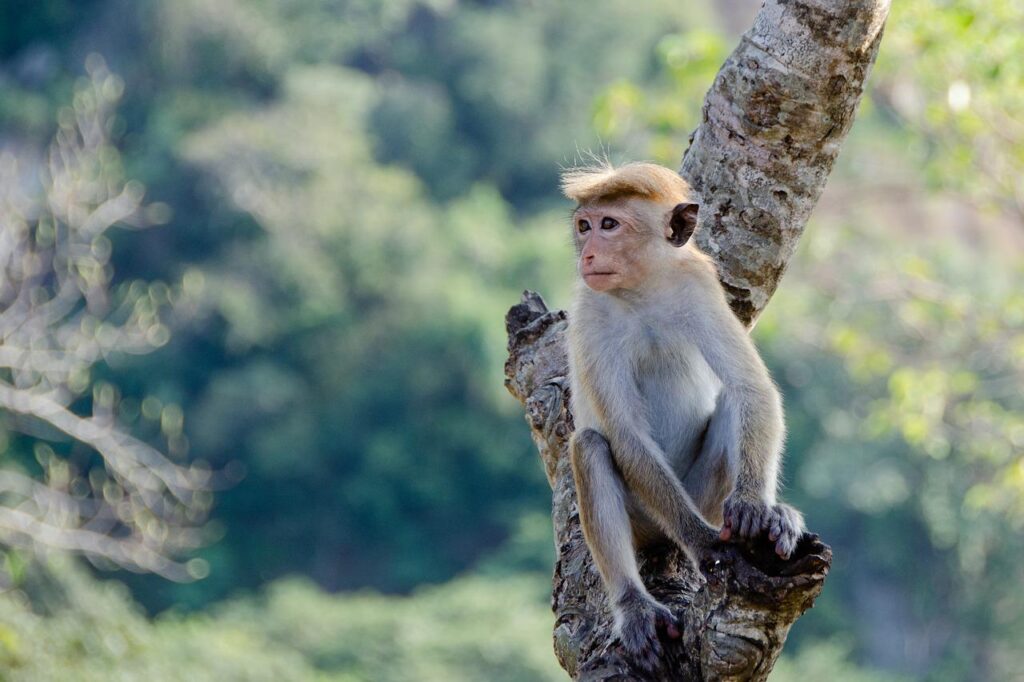 monkey toque macaque primate animal 4036088