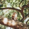Monkey Tree Branches Primate  - nifrazdon / Pixabay