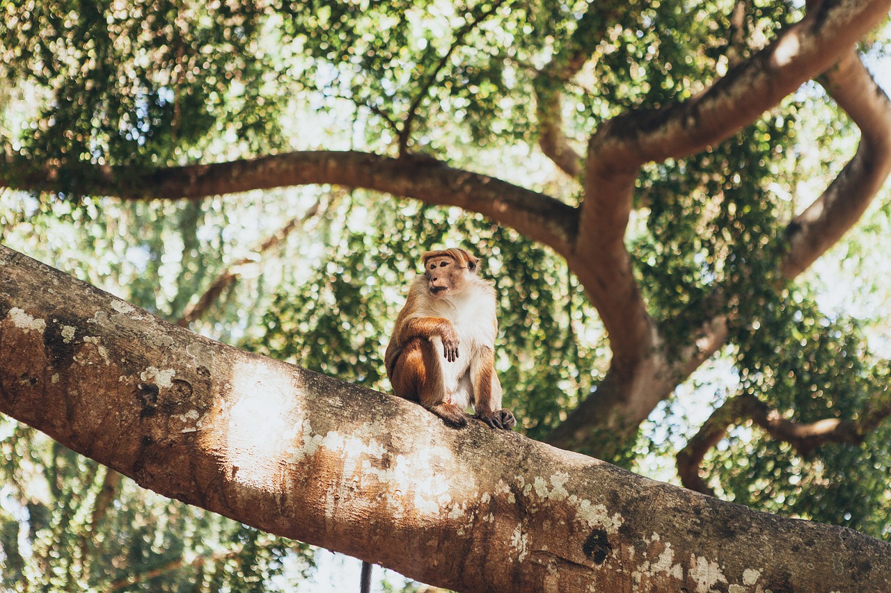 Monkey Tree Branches Primate  - nifrazdon / Pixabay