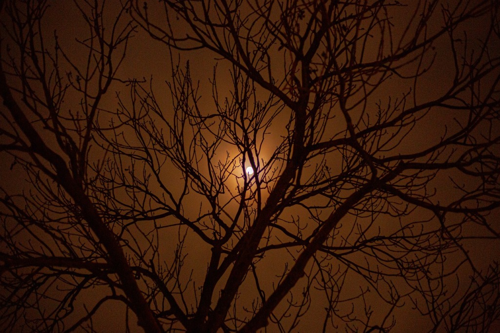 Moon Dusk Tree Night Evening  - GiselaFotografie / Pixabay