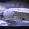 Moray Snake The Fish Fish Sea  - Engin_Akyurt / Pixabay