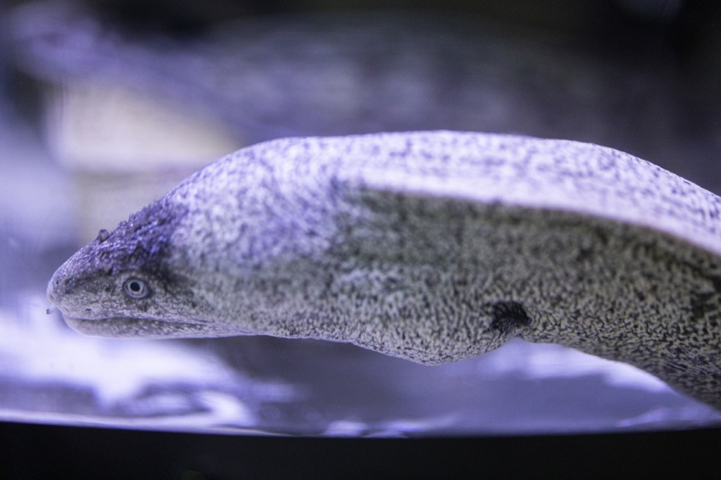Moray Snake The Fish Fish Sea  - Engin_Akyurt / Pixabay