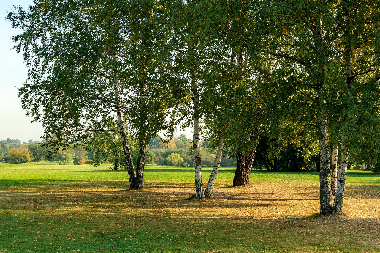 Morning Birch September Landscape - AKuptsova / Pixabay