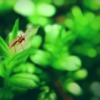 Mosquito Insect Leaves Plant  - BlenderTimer / Pixabay