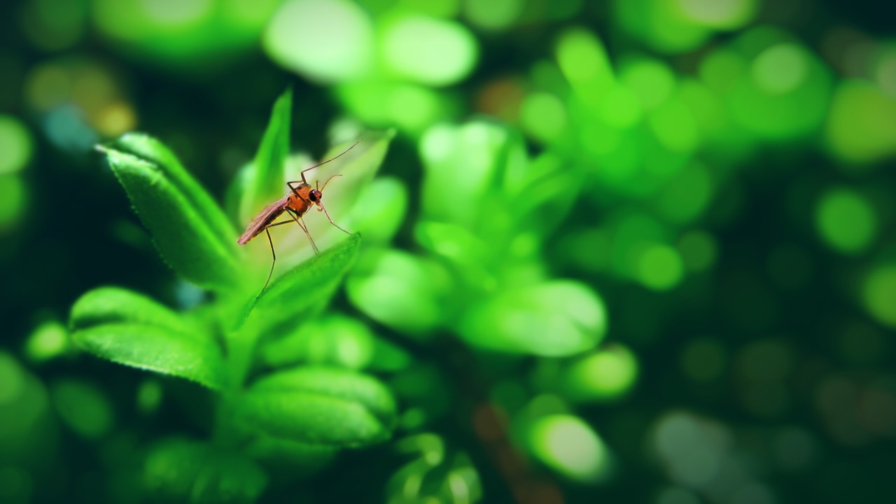 Mosquito Insect Leaves Plant  - BlenderTimer / Pixabay