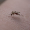 Mosquito Insect Skin Mosquito Bite  - MikuAalto / Pixabay