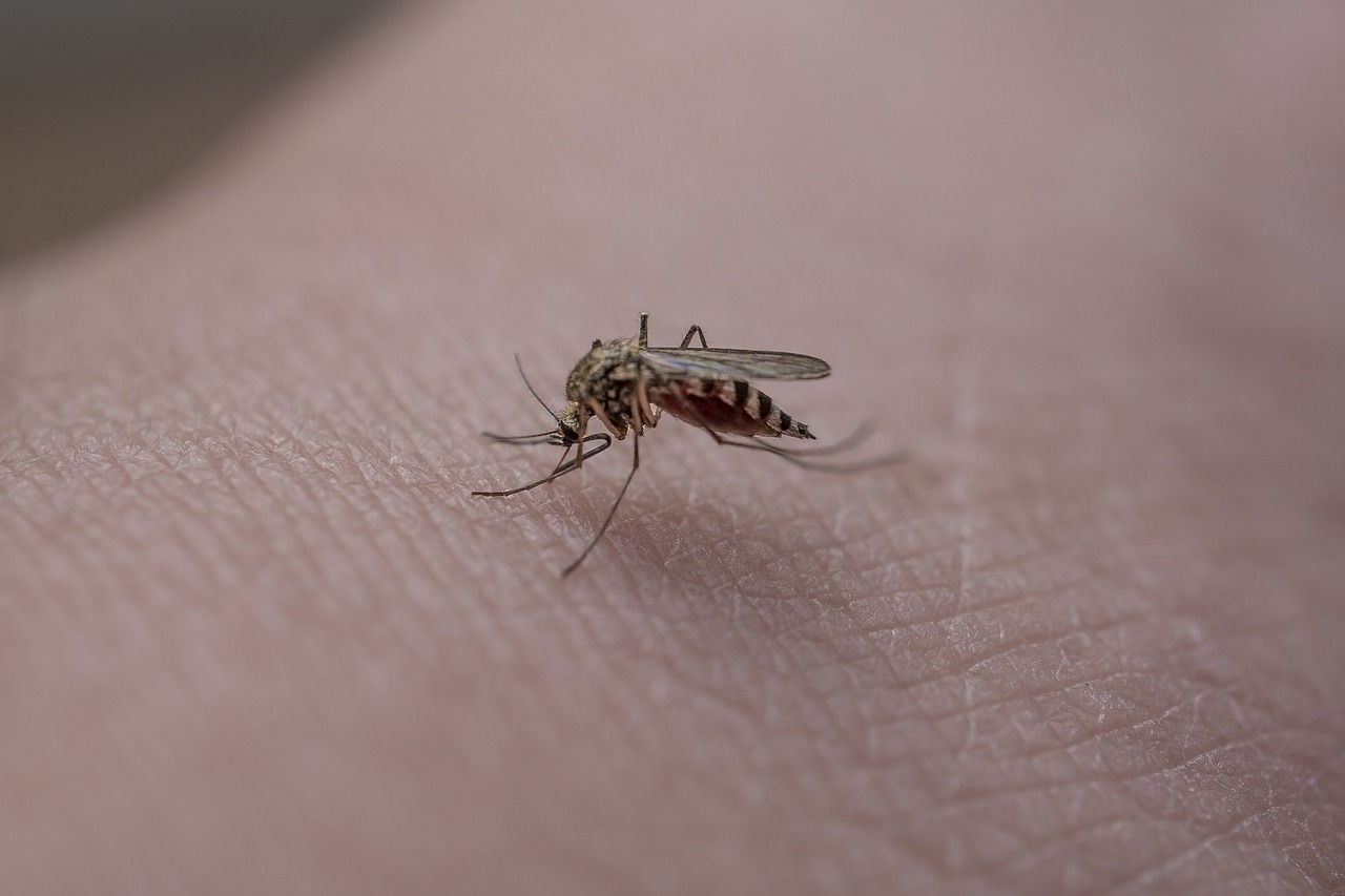 Mosquito Insect Skin Mosquito Bite  - MikuAalto / Pixabay