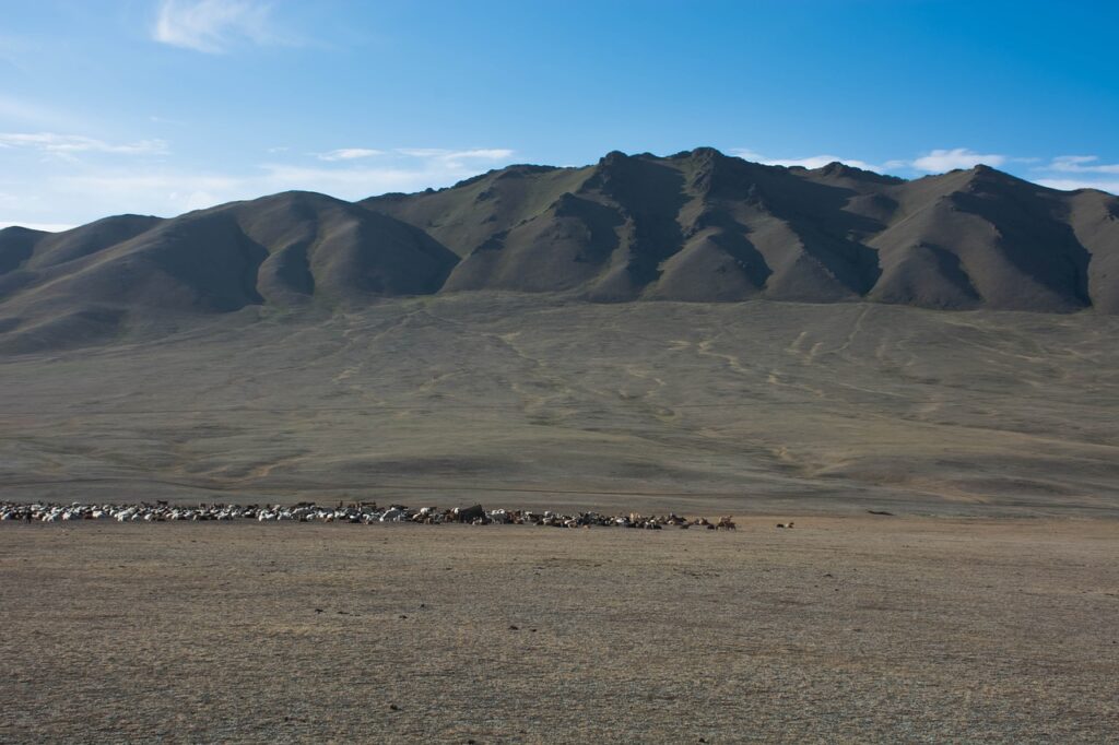 Mountain Farmer Mongolia Sheeps  - Nyamdorj / Pixabay