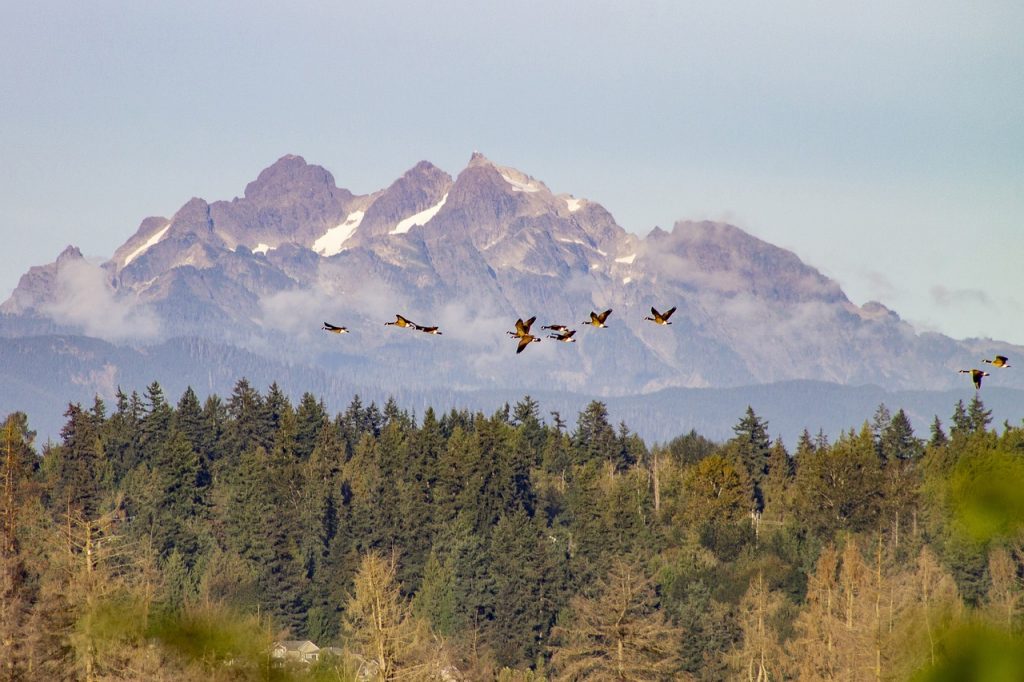 Mountains Forest Flying Geese Flock  - debannja / Pixabay