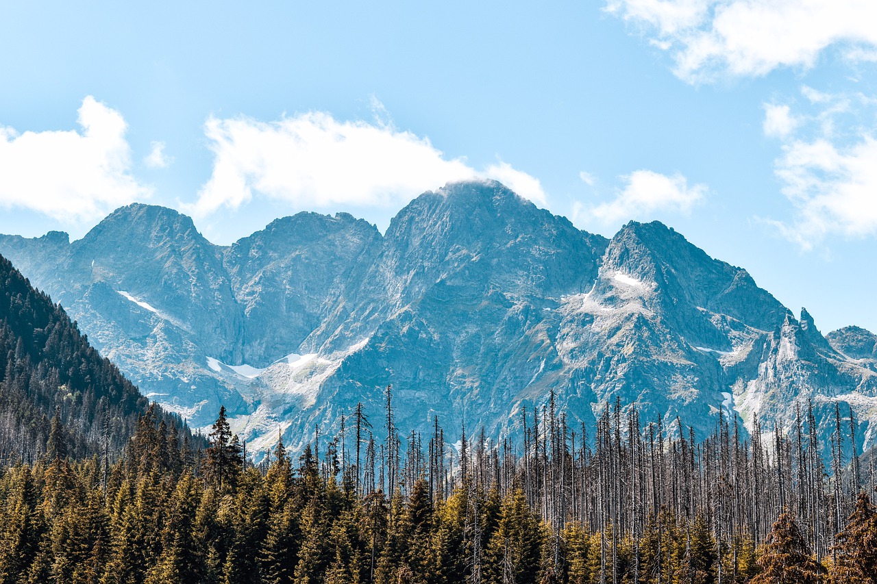 Mountains Trees Forests Conifers  - andjvska / Pixabay