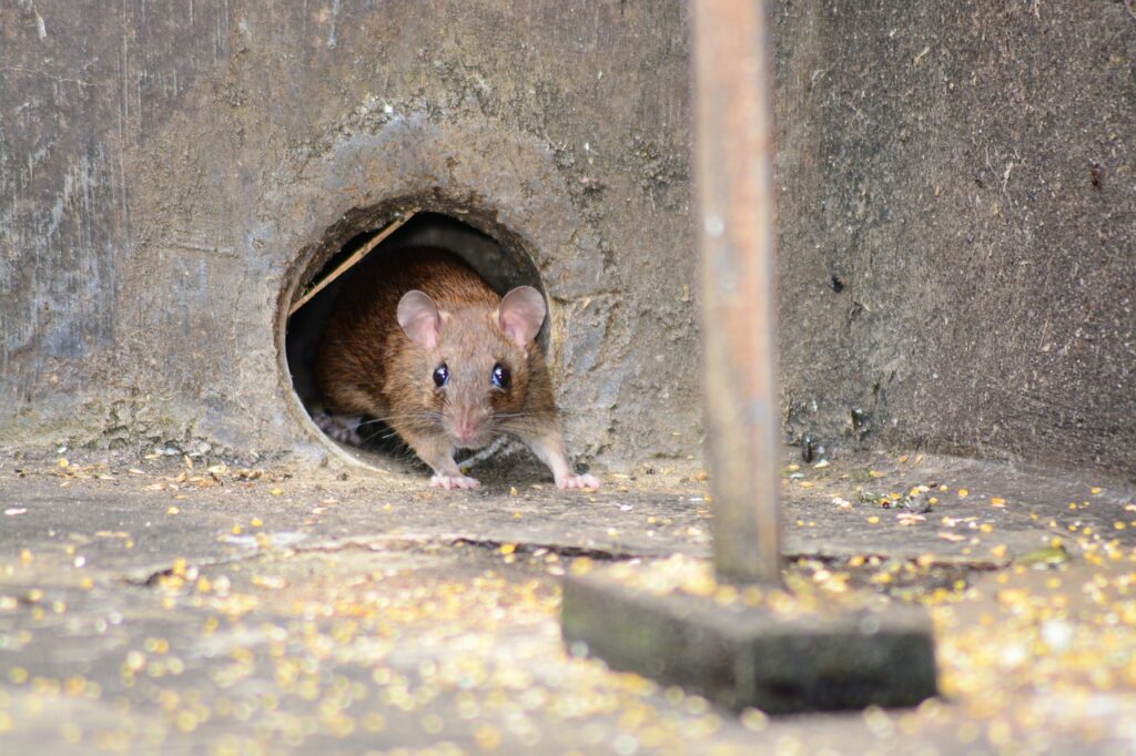 Mouse Rat Rodent Animal Pest Cute  - sapto7 / Pixabay