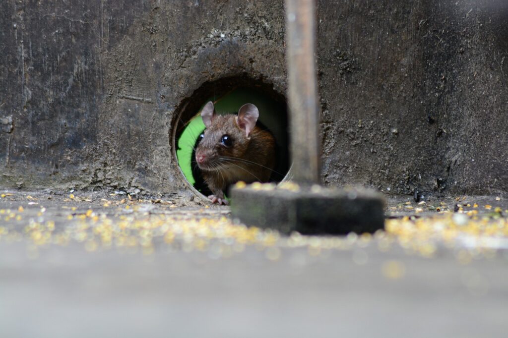 Mouse Rat Rodent Animal Pest Cute  - sapto7 / Pixabay