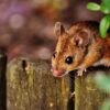 mouse rodent cute mammal nager 1708177