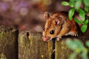 mouse rodent cute mammal nager 1708177