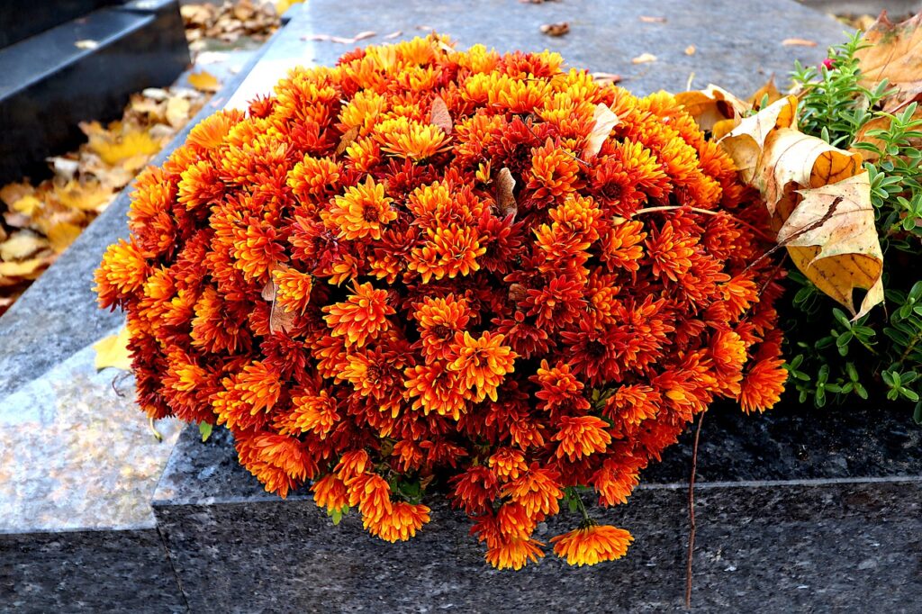 Mums Flowers Chrysanthemums  - GAIMARD / Pixabay