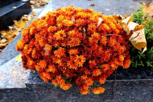 Mums Flowers Chrysanthemums  - GAIMARD / Pixabay