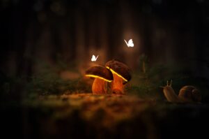 Mushrooms Butterflies Fantasy  - jonhab8533 / Pixabay