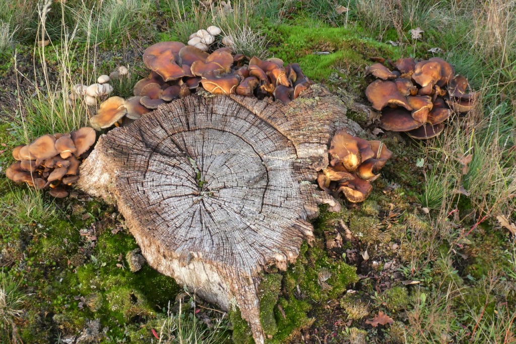 Mushrooms Plants Toadstool Mycology  - Elsemargriet / Pixabay
