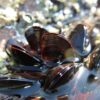 Mussel Seafood Sea Beach Shellfish  - Beesmurf / Pixabay