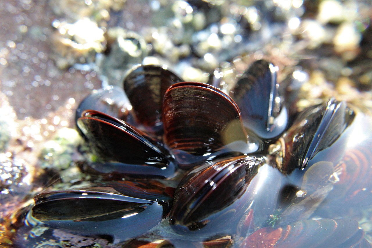 Mussel Seafood Sea Beach Shellfish  - Beesmurf / Pixabay