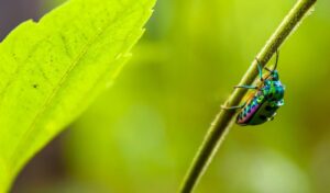 irisdescent insect on leaf branch