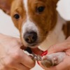 Nail Clipping Pet Grooming Dog  - alektas / Pixabay