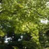 Nara Japan Leaves Green Tree  - Zlatano16 / Pixabay