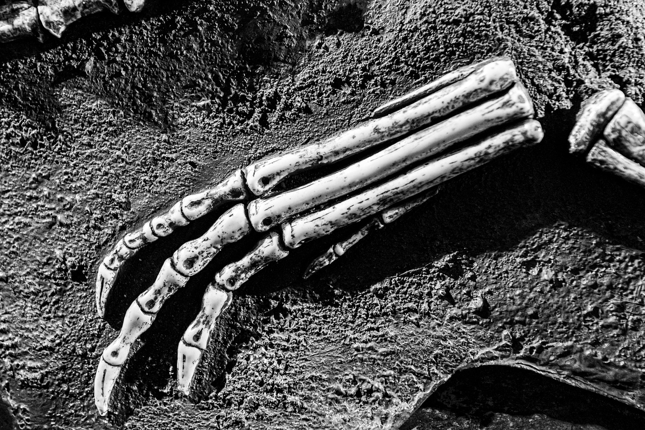 Natural History Museum England Uk  - hulkiokantabak / Pixabay