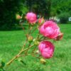 Nature Landscape Rose Rose Hip Bush  - ulianapinto / Pixabay