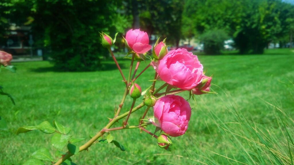 Nature Landscape Rose Rose Hip Bush  - ulianapinto / Pixabay