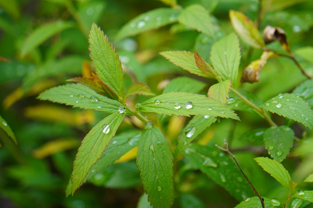 Nature Leaves Foliage Garden Bush  - Janvanbizar / Pixabay
