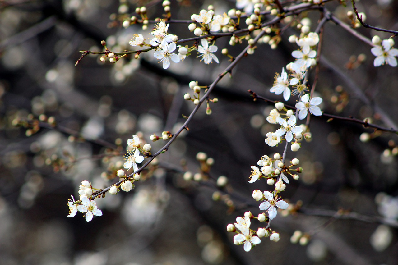 Nature Nature Plants Tree - gosiak1980 / Pixabay