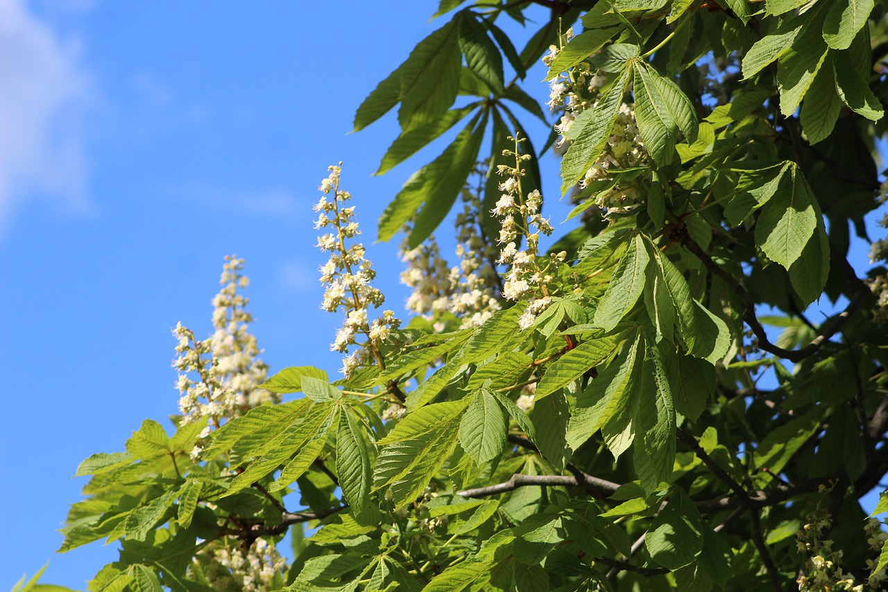 Nature Plants Flourishing Flowers  - gosiak1980 / Pixabay