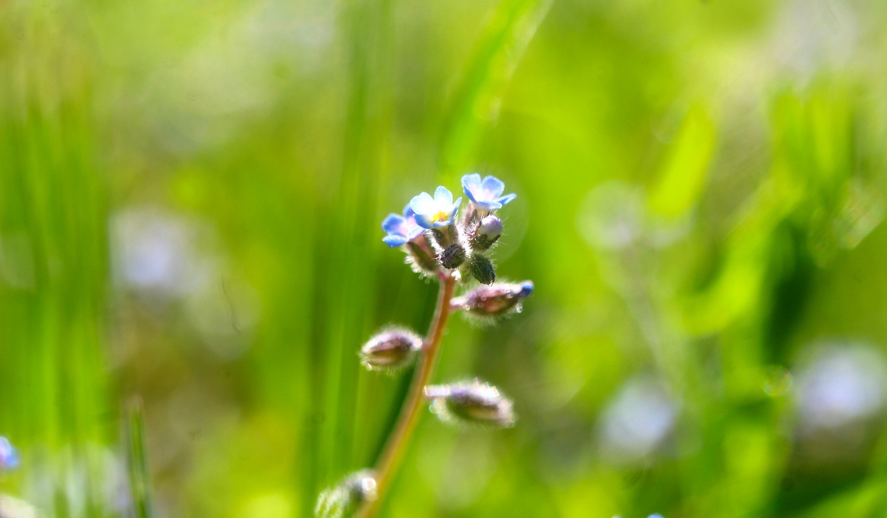 Nature Plants Flowers Minor  - gosiak1980 / Pixabay