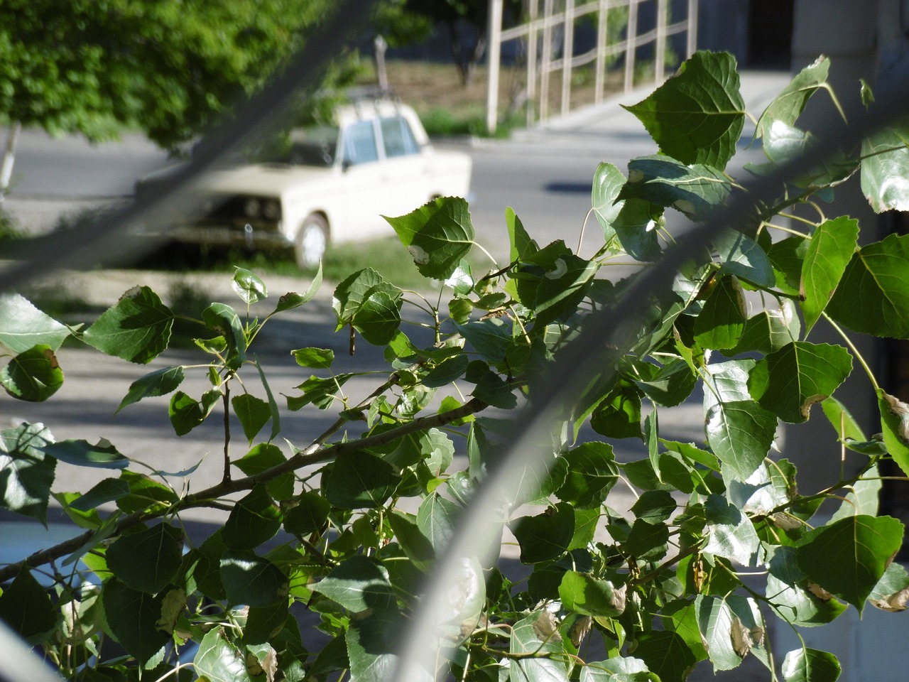 Nature Tashkent Outdoors Tree  - abdazov23 / Pixabay