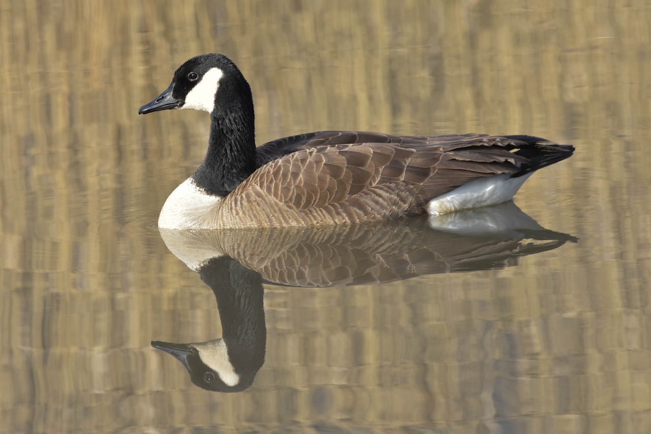 Nature Wildlife Waterfowl - JackBulmer / Pixabay