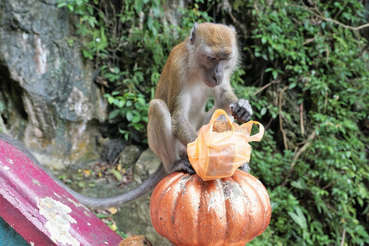 Nature Wood Monkey Jungle Primate  - photosforyou / Pixabay