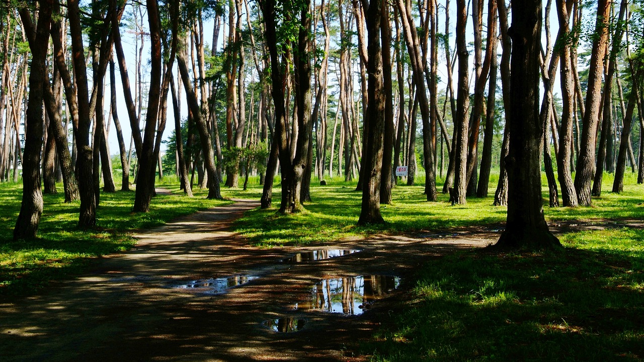 Nature Wood The Rain Came Back Pine - leegenhyung / Pixabay