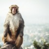 Nepal Monkey Primate Swayambhu  - glorioushimalaya / Pixabay
