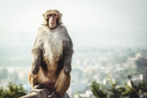 Nepal Monkey Primate Swayambhu  - glorioushimalaya / Pixabay