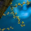 Night Spring Ginkgo Leaves  - anishikiya / Pixabay