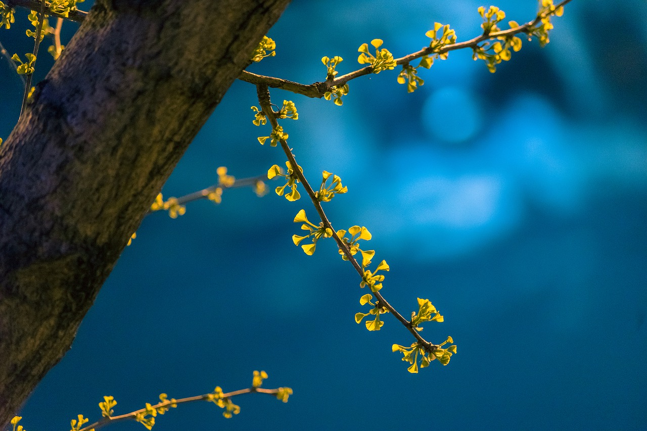 Night Spring Ginkgo Leaves - anishikiya / Pixabay