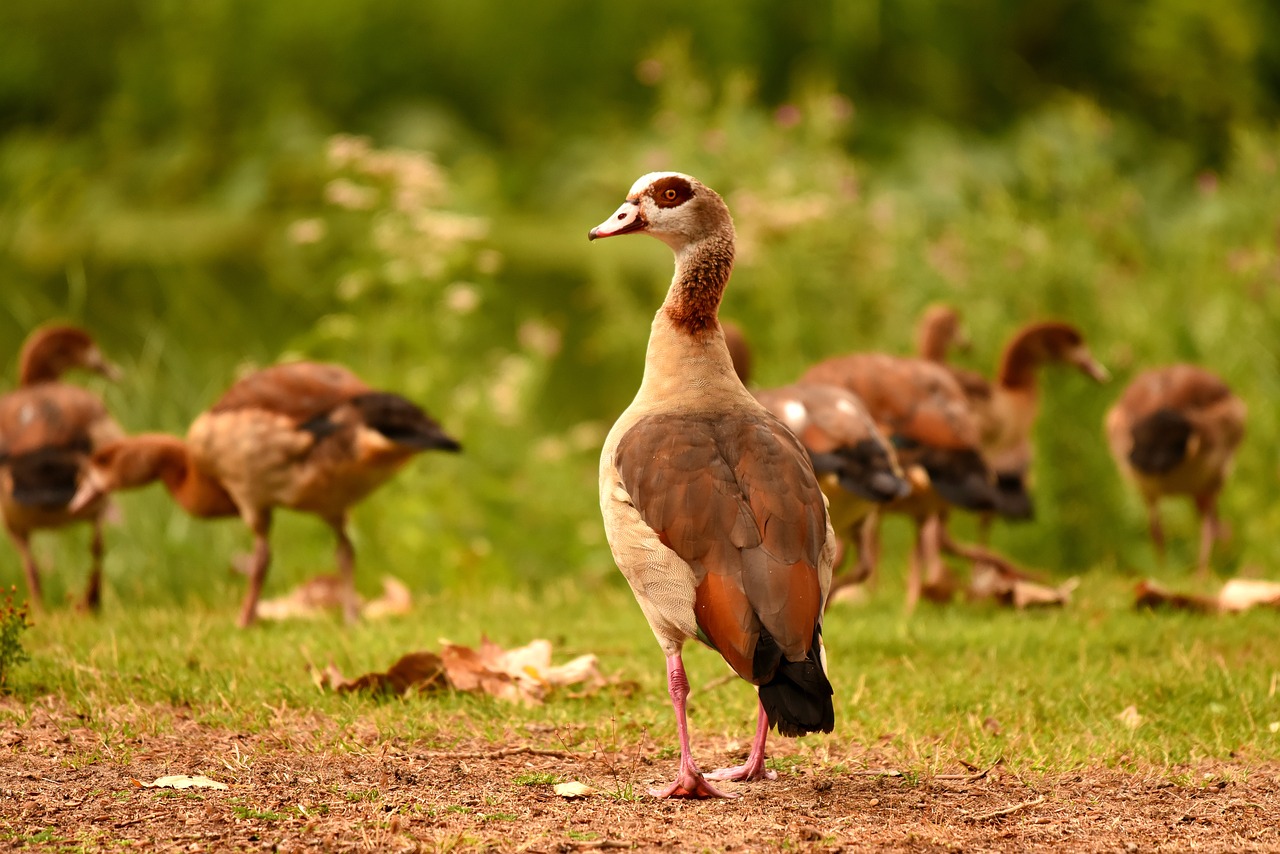 Nile Goose Duck Waterbird Bird  - MabelAmber / Pixabay