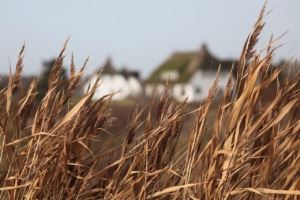 North Sea F%c%bhr Germany Coast Reeds  - Demiahl / Pixabay