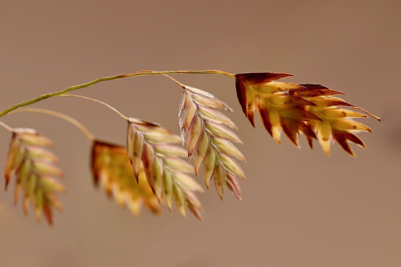 North Sea Oats Oats Plant Sea Oats  - Nennieinszweidrei / Pixabay
