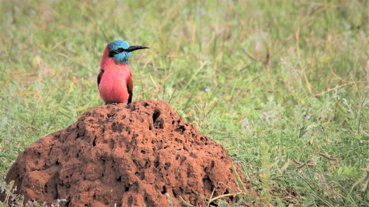 Northern Carmine Bee Eater Uganda  - Nel_Botha-NZ / Pixabay