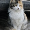 Norwegian Forest Cat Cat Pet Animal  - AmberShadow / Pixabay