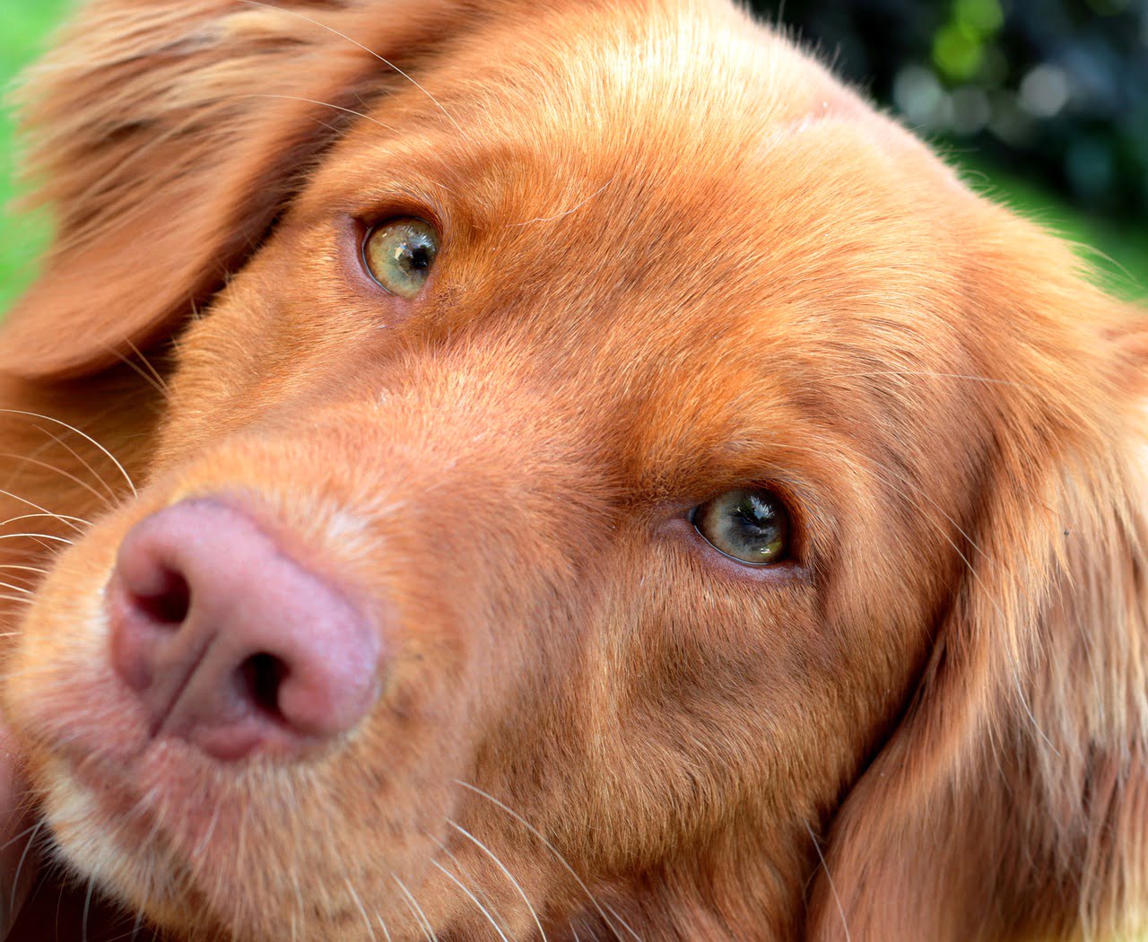 Nova Scotia Duck Tolling Retriever - Sonja-Kalee / Pixabay