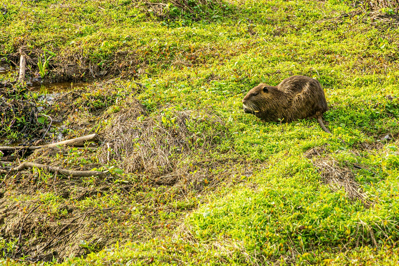 Nutria Marsh Rat Swamp Rat  - wileydoc / Pixabay